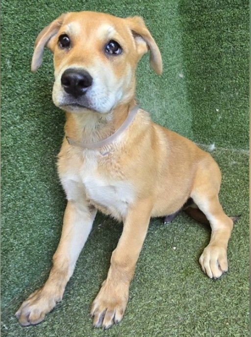 mapleveewesem's tweet photo. 💔🆘️💔 2 #puppies at Lancaster #California ACC with no interest😢 
NORMIE on the left &amp; in back on right, 3 months old &amp; 27 lbs (now) #A5781418 
MARIGOLD 5 months 23 lbs. #A5778279 Adoption fees waived 
info 🔽 https://t.co/wgwem0fPyT