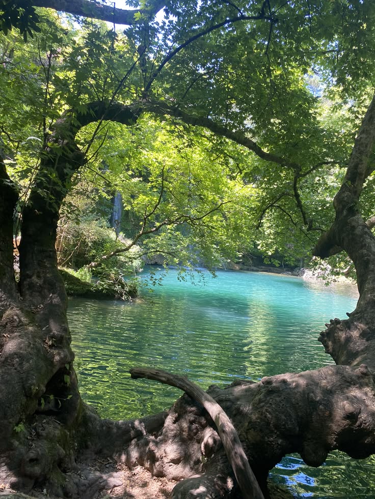 greenvibe's tweet photo. nature https://t.co/J3WDaBVPXI