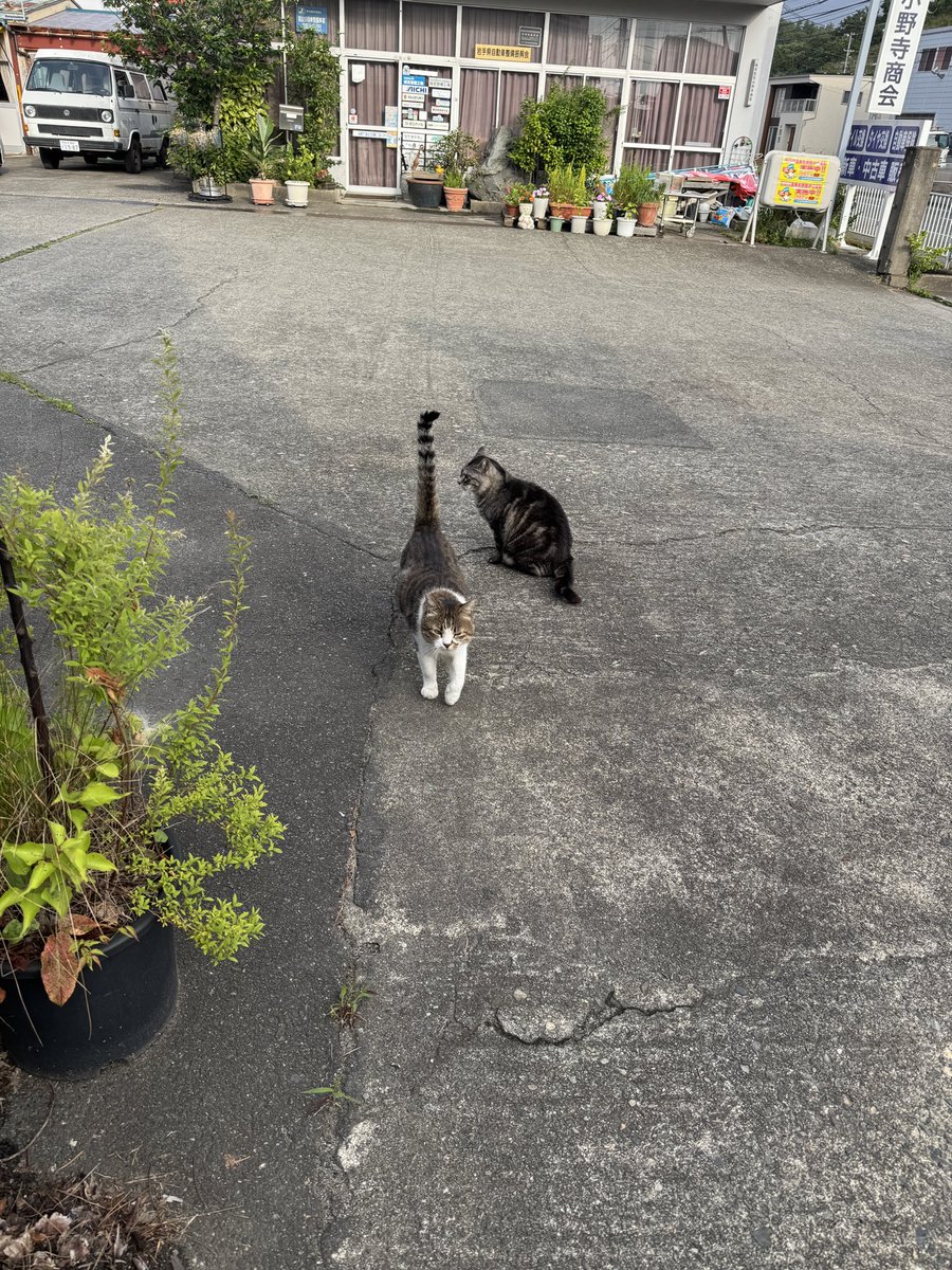 miyakoonodera's tweet photo. 朝夕のご飯時にだけ現れるアレックス。数年前に保護して去勢手術済み。
「大煙突日乗 」 〜今朝の煙突の見える風景〜 #煙突 #宮古市 #smokestack #japan #tohoku #iwate #miyako https://t.co/zqHlp09171