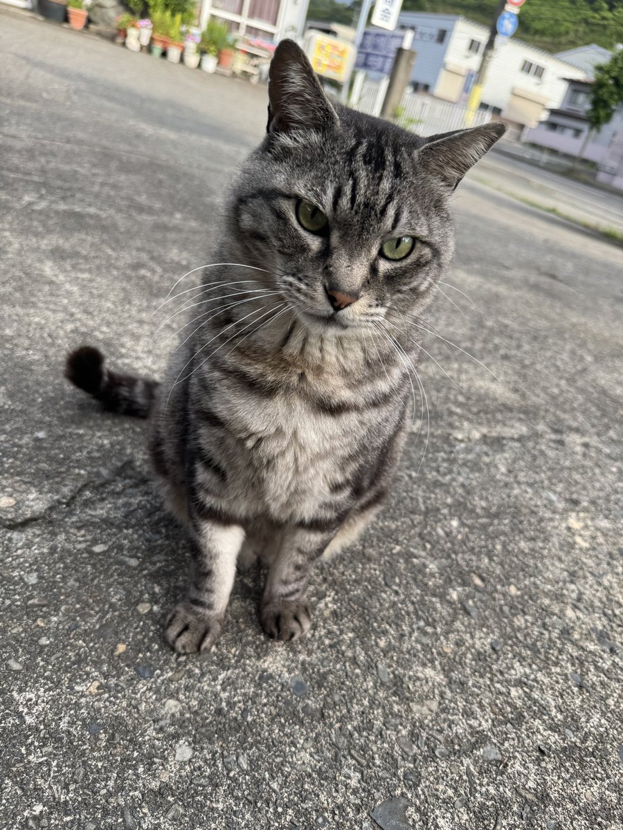 miyakoonodera's tweet photo. 朝夕のご飯時にだけ現れるアレックス。数年前に保護して去勢手術済み。
「大煙突日乗 」 〜今朝の煙突の見える風景〜 #煙突 #宮古市 #smokestack #japan #tohoku #iwate #miyako https://t.co/zqHlp09171