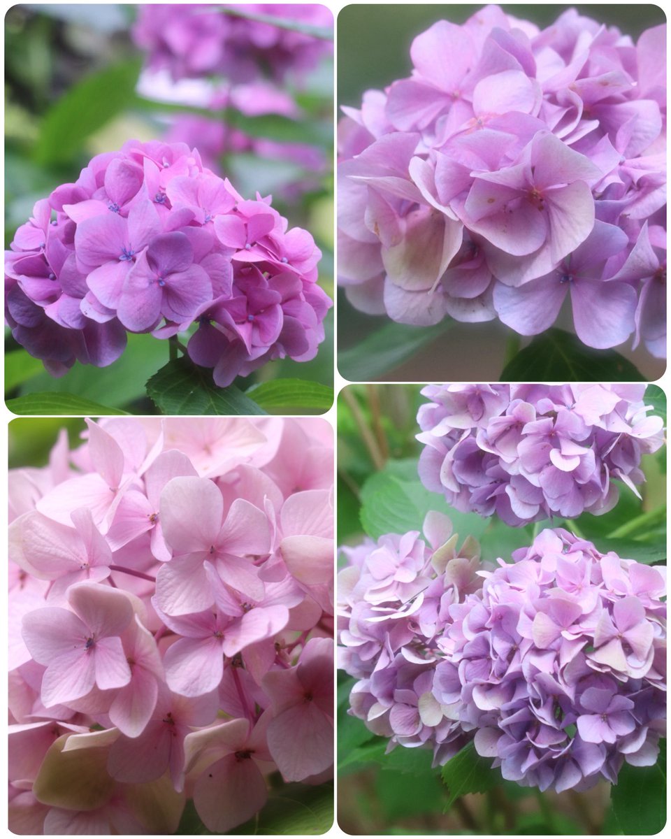 monet_vane's tweet photo. *･゜🍃･ *:🍃💠

   おはようございます

   今も綺麗に咲く紫陽花に
   梅雨時の憂鬱さが和らぎます

   穏やかな週末を 𓂃 ࣪˖ ⋆.˚ 💐
            
   #TLを花でいっぱいにしよう https://t.co/ixFrKzs1Qc