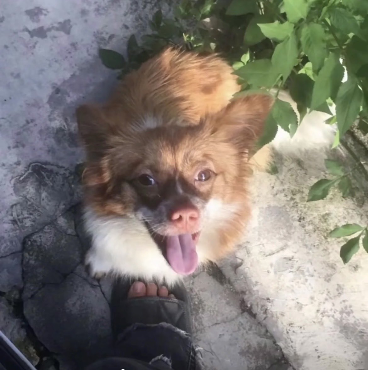 lanarashi's tweet photo. They are still killing more puppies and kittens. But the Chinese government is silencing everyone who speaks out. Please share this widely to let the world know what we are going through! 🆘
@PETAAsia @HSIGlobal @AnimalsAsia @amnesty @BBCChinese https://t.co/Opvl9t52oL