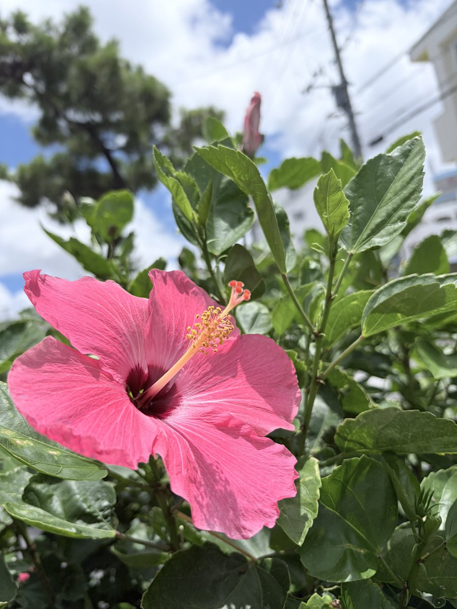 wankono1106's tweet photo. 元気なハイビスカス🌺🌺
#okinawa #urasoe https://t.co/JHMmj9LUdH