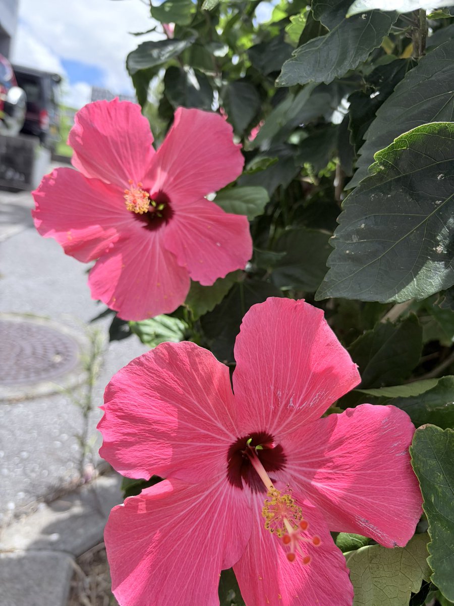 wankono1106's tweet photo. 元気なハイビスカス🌺🌺
#okinawa #urasoe https://t.co/JHMmj9LUdH