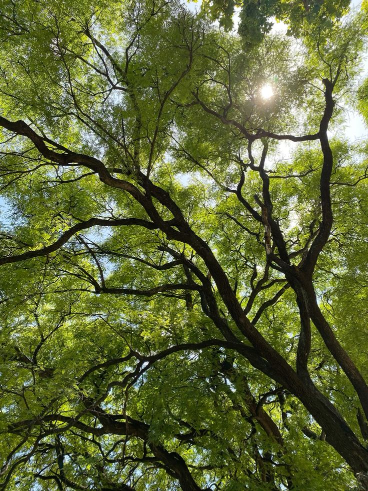 greenvibe's tweet photo. trees https://t.co/ZQLmai8Jxa