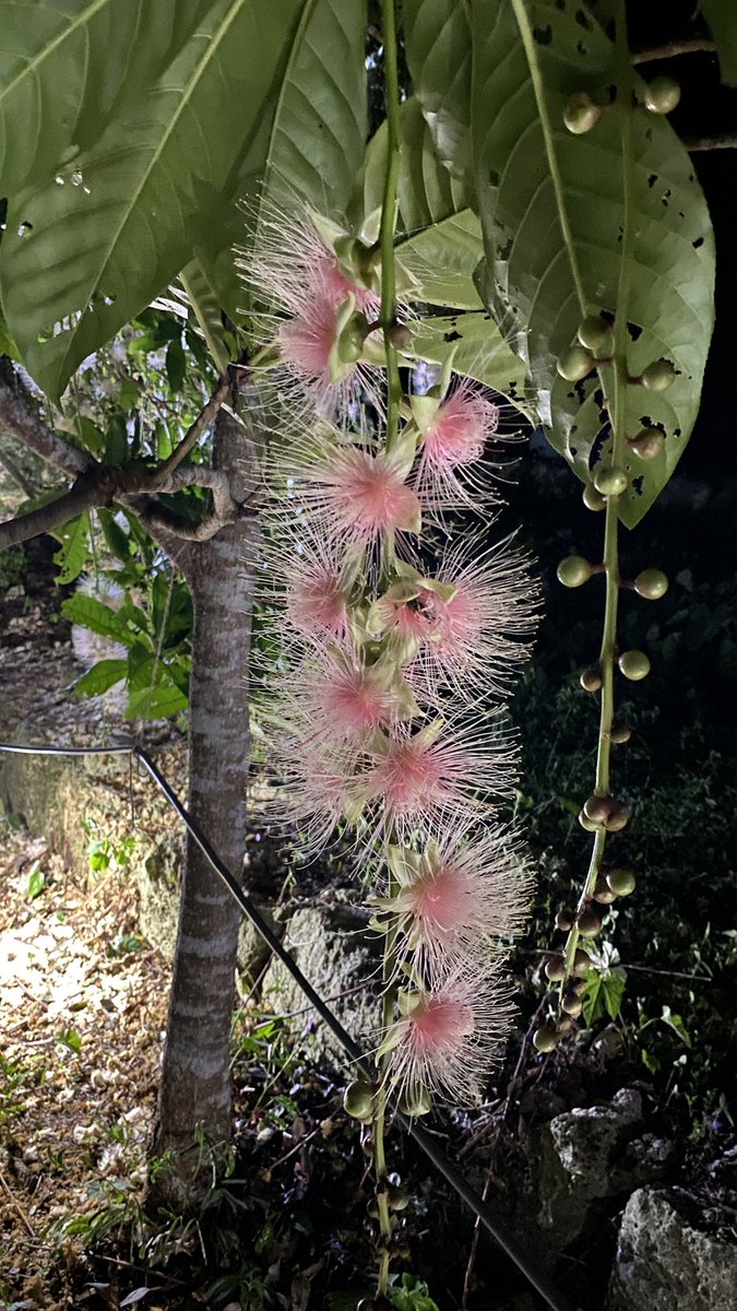 gurumedeka's tweet photo. 6月下旬から7月上旬しか見れないサガリバナの夜のお花見に行きました。
夜に咲き始め、明け方には散る一夜花ですね。
こんなに綺麗に咲く花が一夜で散るなんて😅

#宮古島観光 #サガリバナ https://t.co/vV7PTTW1xh