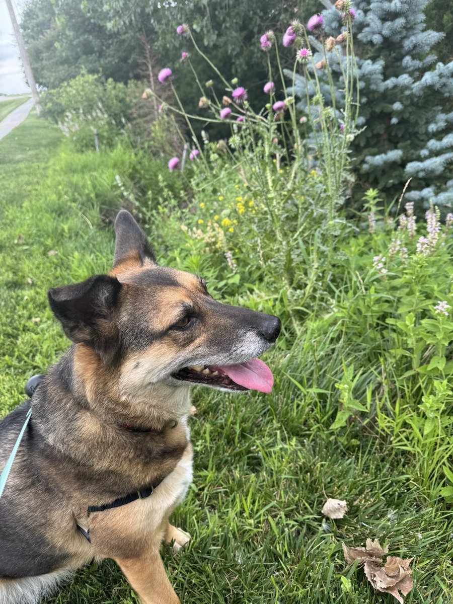 rdennisjr's tweet photo. I had a choice between shade or breezes today for what was supposed to be a recovery run. I chose breeze which may have been a mistake. Sun was just brutal. Porter had about a 1/4 block walk and has slept for hours! #summerrunning #runningisstupid https://t.co/sPQCvJ6TdJ
