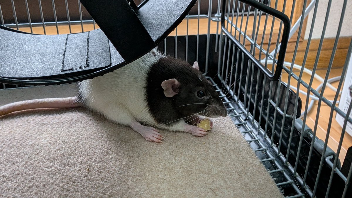 mfl17733rat's tweet photo. 足を伸ばして丁寧に食べてらっしゃるさくら女王様

そういえばおでこのアホ毛よくみたらあった( 'ω') https://t.co/6hmGl2DjfK
