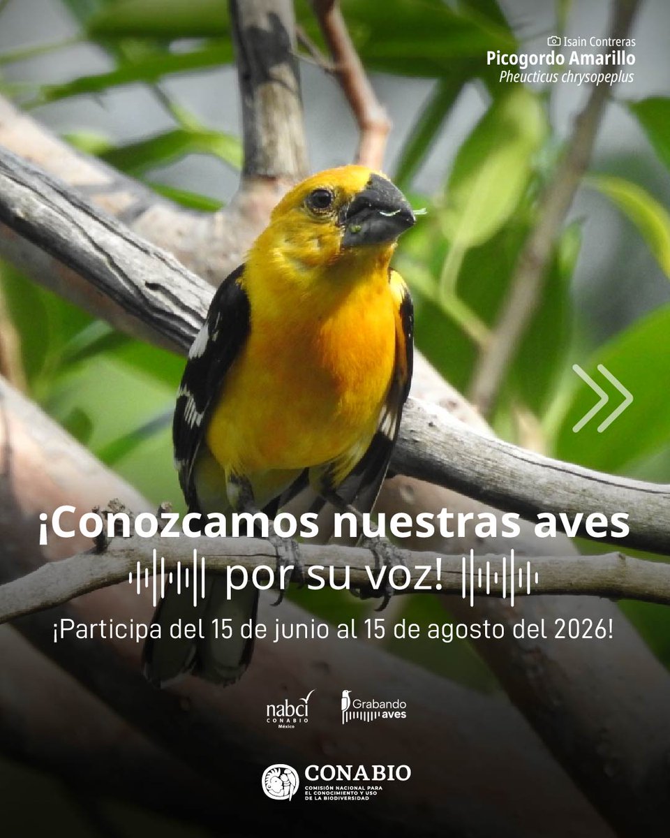 CONABIO's tweet photo. 🦜 ¡Abre bien los ojos y afina el oído! Ya arrancó la temporada de pajareo

Conviértete en los ojos y oídos de la ciencia: sal a explorar tu entorno y registra las voces de las aves de nuestro listado especial, disponible en las imágenes de esta publicación. 🦅🗺️
Participa del 15 de junio al 15 de agosto.
¿Te unes al reto?
Conoce más en: https://t.co/0Hrurc1LrX

#CONABIO #BiodiversidadMexicana #RetoAves2026 #PAU #ConoceALasAvesPorSuVoz