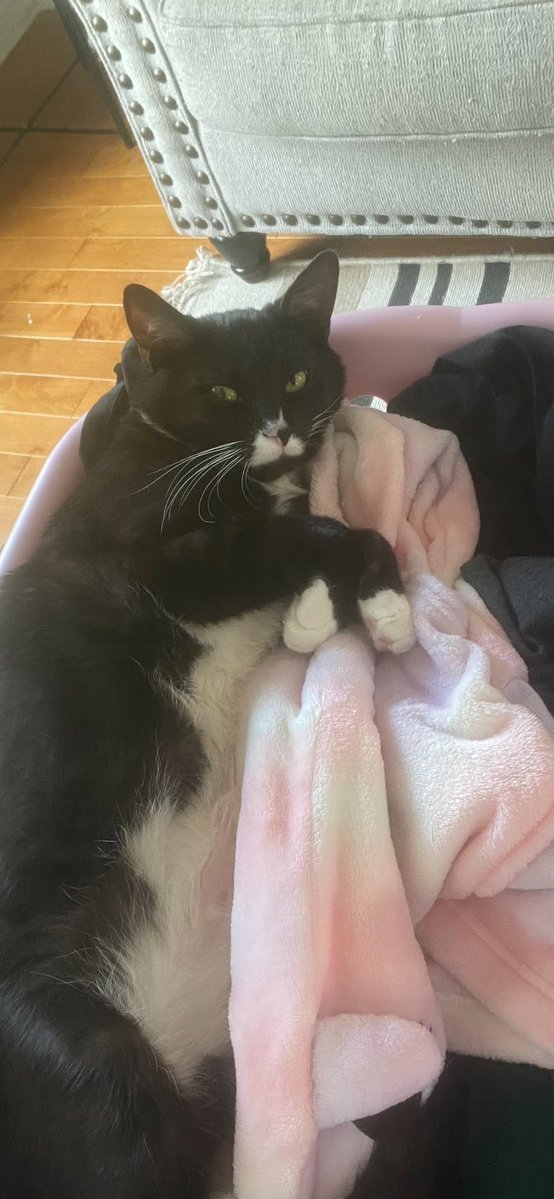 GuelphLostPets's tweet photo. STILL MISSING - spotted by trail behind 55 Beaver Meadow Dr btwn Beaver Meadow, Dr Goodwin Dr E &amp; Farley Dr. Snuggles, an indoor black &amp; white cat,  went missing in Westminster Woods area #Guelph June 20. Any info send Abe a private msg via https://t.co/ARdiPvEK0B or let us know. https://t.co/eiKO45nS96