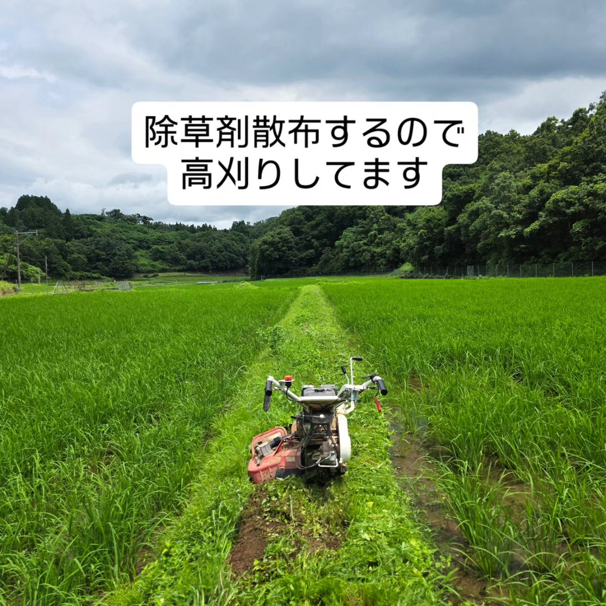 ichiekiin's tweet photo. 【米栽培7/1・2・3】

田んぼだけでも80枚ぐらいあります…😅
(80枚約1,000アール／125枚2,000アール)

○極早生栽培 100a (再生二期作)
乾田直播・3/21播種
移植　　・4/2播種、ハウス育苗、4/21田植え
○早生栽培 250a
乾田直播・4/9播種
移植　　・4/24播種、ハウス育苗、5/13田植え、
　地獄積み&露地プール育苗、5/22田植え
○慣行栽培 650a
乾田直播・5/12播種
移植　　・5/21播種、露地プール育苗、
　6/11①6/14②6/15③6/21④6/22⑤田植え

#米栽培 #作型検討中
#農事組合法人グリーン法人中野
#大分県豊後大野市清川町