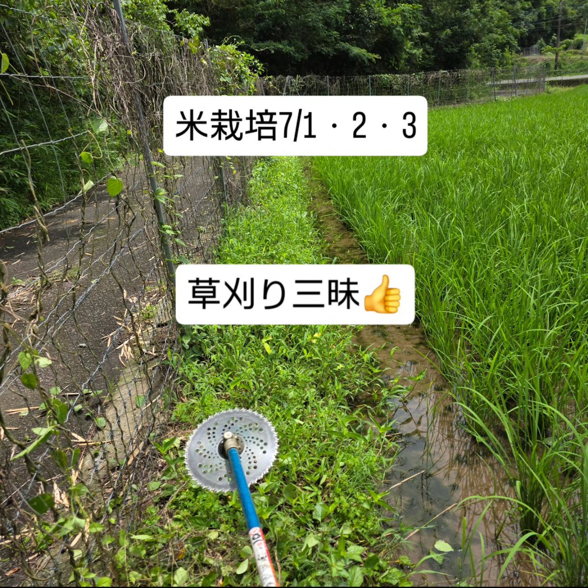 ichiekiin's tweet photo. 【米栽培7/1・2・3】

田んぼだけでも80枚ぐらいあります…😅
(80枚約1,000アール／125枚2,000アール)

○極早生栽培 100a (再生二期作)
乾田直播・3/21播種
移植　　・4/2播種、ハウス育苗、4/21田植え
○早生栽培 250a
乾田直播・4/9播種
移植　　・4/24播種、ハウス育苗、5/13田植え、
　地獄積み&露地プール育苗、5/22田植え
○慣行栽培 650a
乾田直播・5/12播種
移植　　・5/21播種、露地プール育苗、
　6/11①6/14②6/15③6/21④6/22⑤田植え

#米栽培 #作型検討中
#農事組合法人グリーン法人中野
#大分県豊後大野市清川町