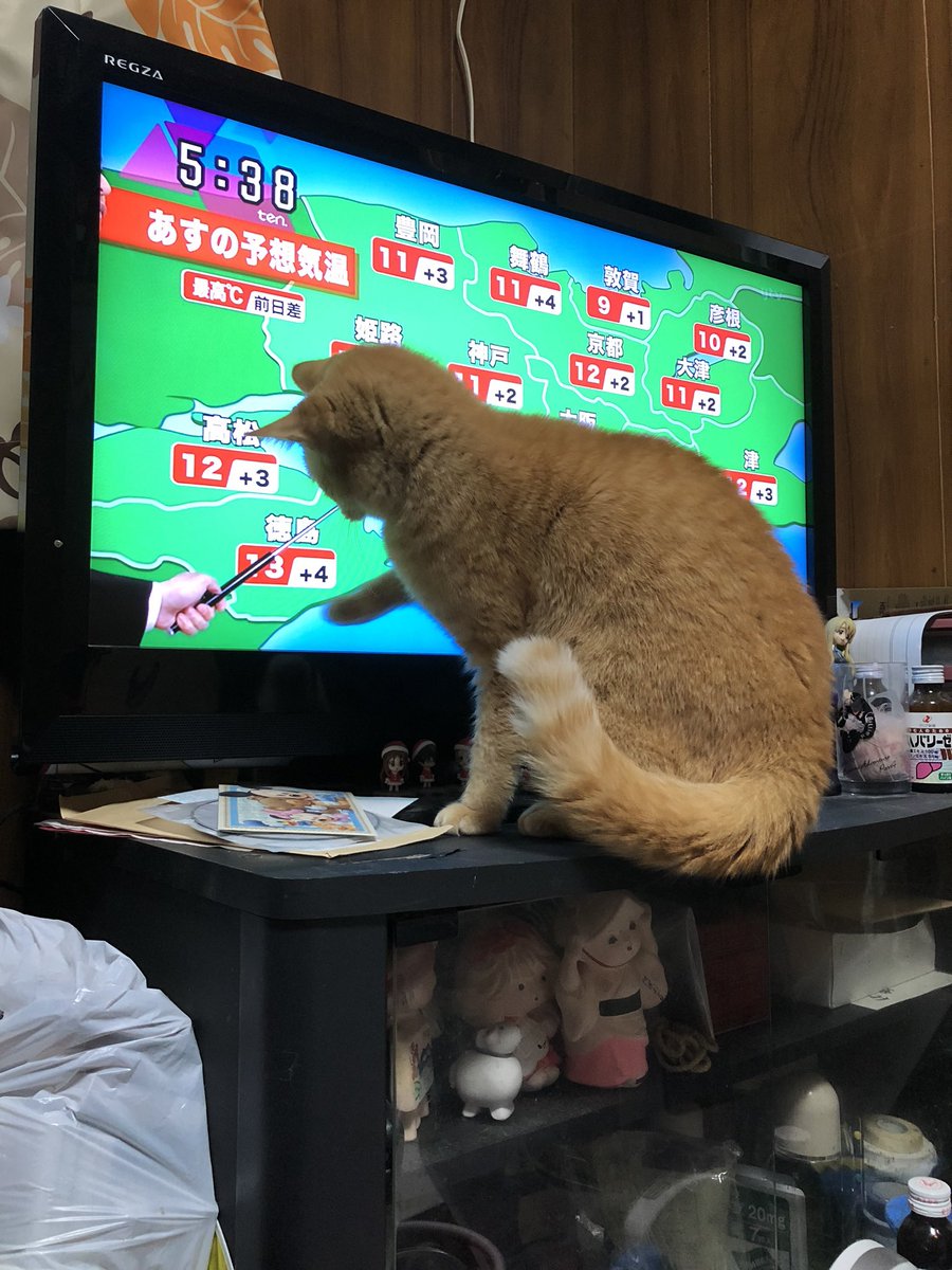 nobusan50's tweet photo. この日私に猫の素晴らしさを教えてくれていった愛するフクちゃん🥰
もう9回目だね、ぼちぼち神様から返してもらわなくっちゃ💕 https://t.co/Cjbozw204R