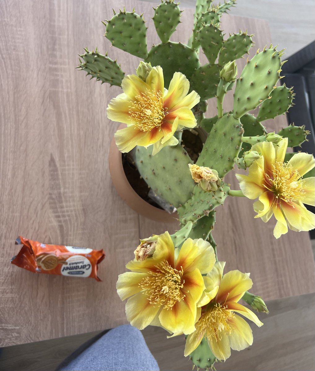 ppenyez's tweet photo. Onca dikenin içinde açan şaheserlerimi sulamaya devam edeceğim dikenleri canımı yaksa da sevmekten vazgeçmem.. https://t.co/SAv35HhR8g