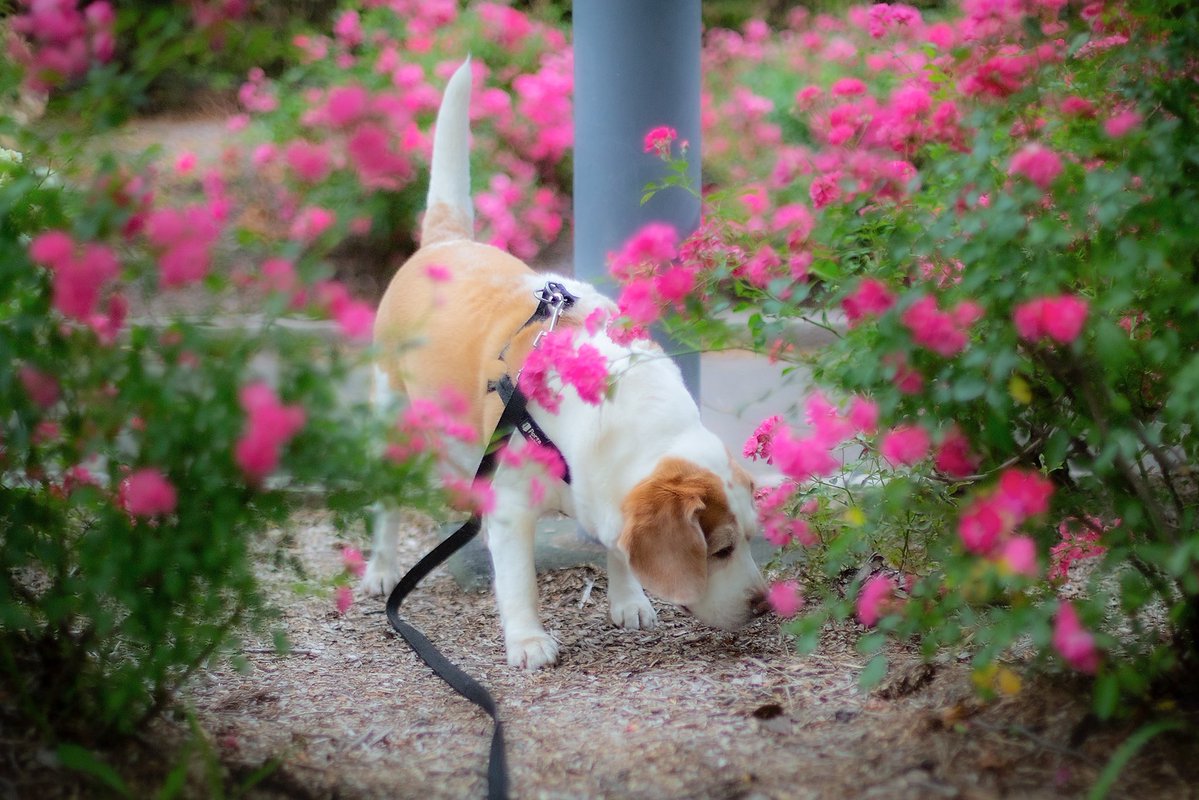 distance_box's tweet photo. 今日のきぃちゃん☁️

どんよりお天気だけど気分のいい朝です😊

#beagle
#ビーグル
#どらほー https://t.co/6fnUvFVRO6