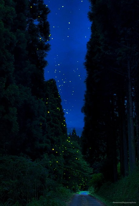 Mdg8P's tweet photo. 💁‍♀️☣︎🏞️☣︎🙆‍♀️
4seasons @fujiyamaphoto
夜空に舞い上がるホタルの群れ✨

#石川県　#能登半島 https://t.co/JZ0on30xMv
