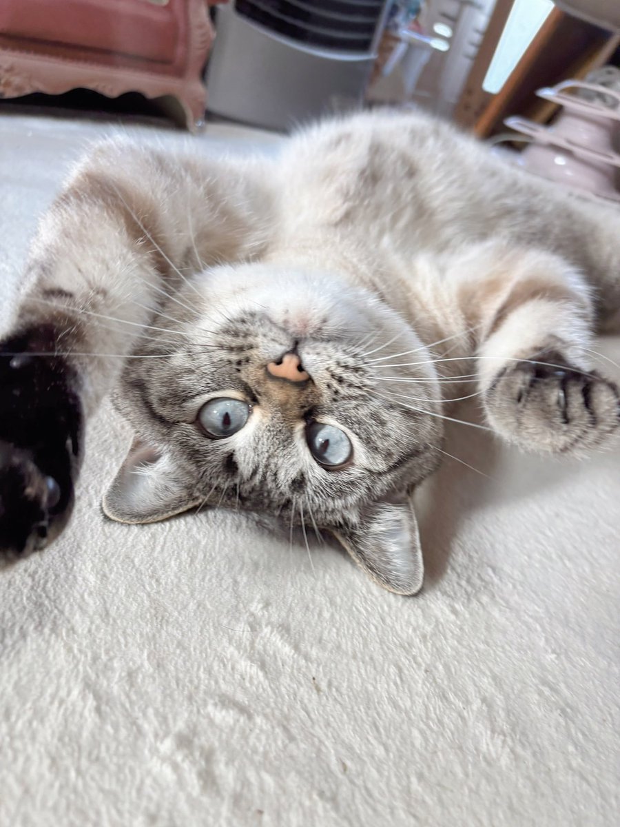 fuchan0606's tweet photo. おはようございます🐈💕 https://t.co/vJ2UQaMDNj