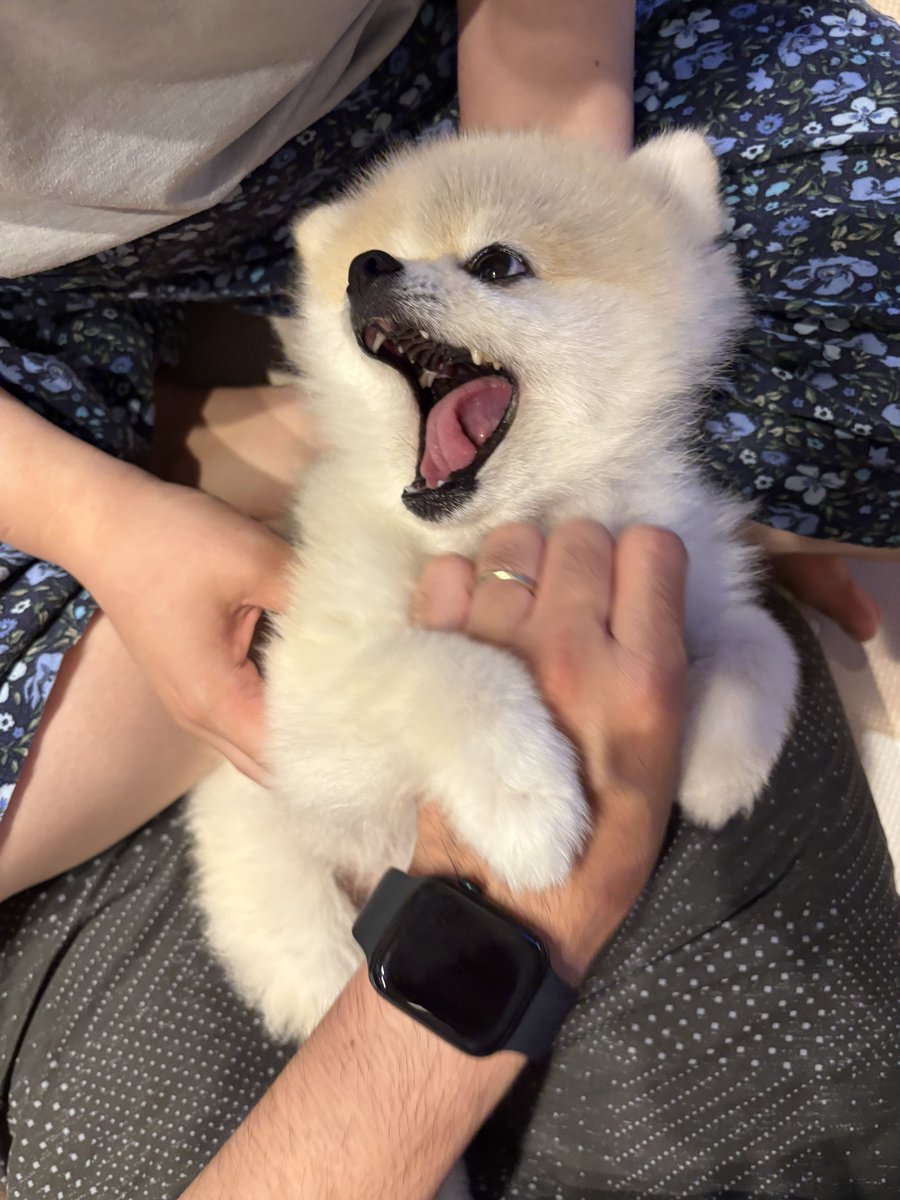 kmojakmo's tweet photo. やーめーてーくーれー

#ゴン太 https://t.co/K2rAWjYAwJ