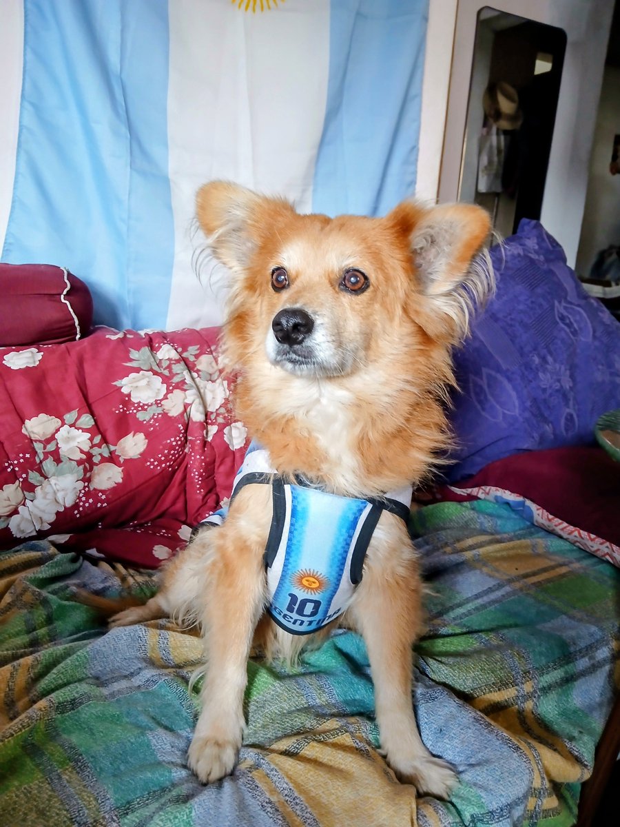 RodrigoRecalde4's tweet photo. #MundialXTelefe Vamos argentina y el BETO preparado para ver el partido 🐶 Saludos desde Ezeiza Argentina 😊  🩵🤍🩵 https://t.co/Cxx574HYUU