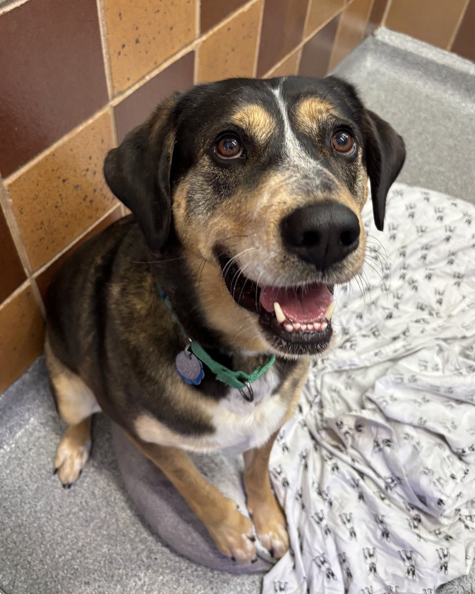 AnimalLeague's tweet photo. 💔 Another day ends, and Buster is still waiting.

Buster (#LA6055), a 5-year-old Shepherd mix, has been waiting more than a year for someone to see just how special he is. Rescued from Louisiana in March 2024, he has watched countless dogs find homes while he remains overlooked.

The truth is, Buster has so much love to give. He's affectionate, playful, smart, and eager to please. He knows some basic commands, loves spending time with his people, and dreams of a home where he can finally relax, feel safe, and know he belongs.

This handsome boy would thrive with an experienced adopter and older children who understand his energy and enthusiasm. Beneath his big personality is an even bigger heart that's been waiting far too long for a family of his own.

Buster isn't asking for perfection. He's just asking for a chance.

Please come meet Buster at our Port Washington, NY Adoption Center and help make tonight the last night he ever has to spend in a shelter.

#GetYourRescueOn 🐾❤️