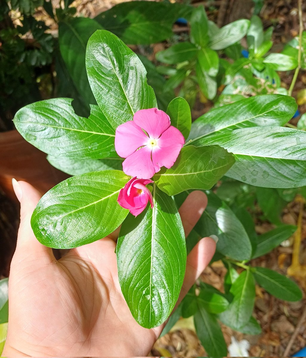 OnlyMiss_Sw's tweet photo. Enfim~
Amo que essa tem diversas cores (até na mesma planta), e é basicamente "mato". 💁🏻‍♀️✨ https://t.co/5RWGLuAIhN