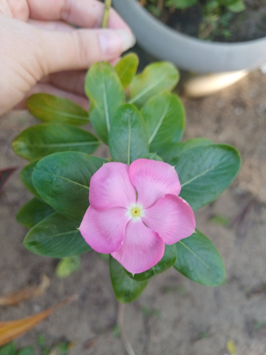 OnlyMiss_Sw's tweet photo. Enfim~
Amo que essa tem diversas cores (até na mesma planta), e é basicamente "mato". 💁🏻‍♀️✨ https://t.co/5RWGLuAIhN