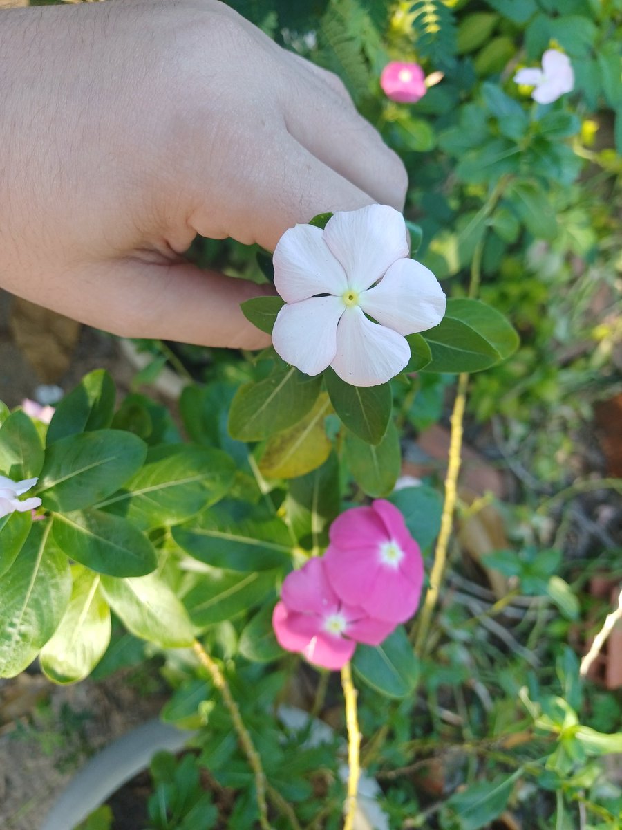 OnlyMiss_Sw's tweet photo. Enfim~
Amo que essa tem diversas cores (até na mesma planta), e é basicamente "mato". 💁🏻‍♀️✨ https://t.co/5RWGLuAIhN