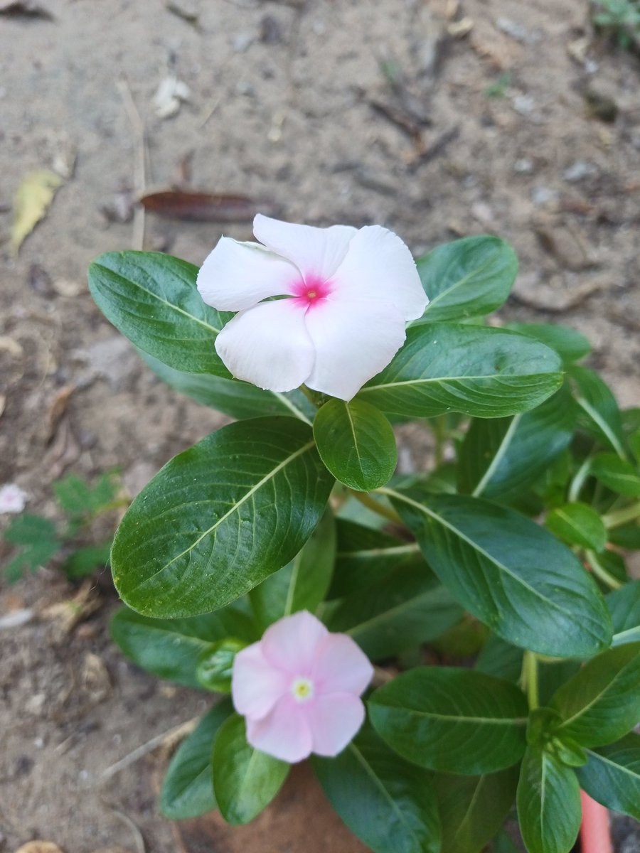 OnlyMiss_Sw's tweet photo. Enfim~
Amo que essa tem diversas cores (até na mesma planta), e é basicamente "mato". 💁🏻‍♀️✨ https://t.co/5RWGLuAIhN