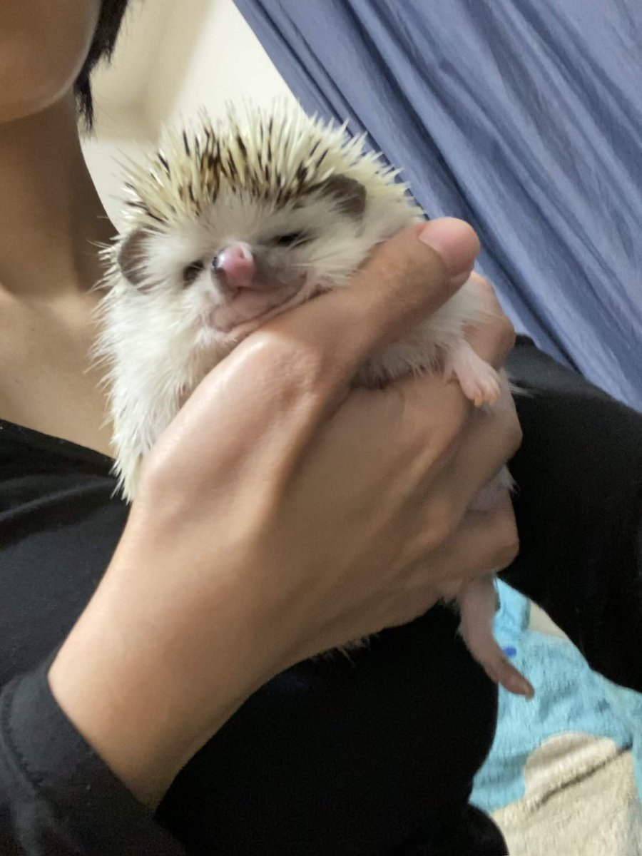 みんなの手乗り見せて