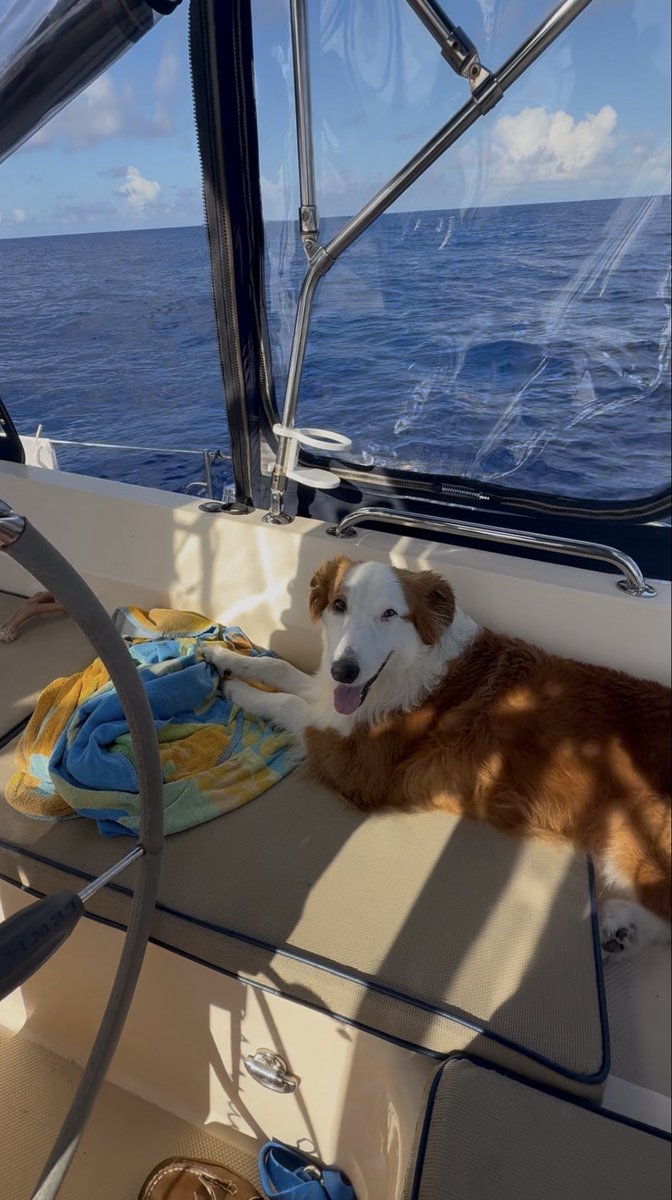 MiSalidaSailing's tweet photo. @DRMerteb_Maine Hello from Gracie, who lives on a sailboat currently in the Caribbean. She’s a retired World Champion Disc Dog who loves running beaches &amp; swimming. https://t.co/HwCPscWoDh