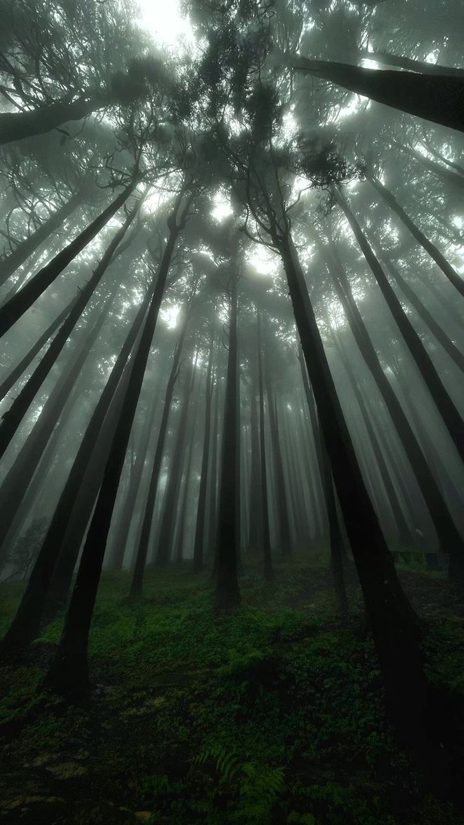 greenvibe's tweet photo. I'm not lost, I'm just in nature. https://t.co/Gp6pWl1MRk