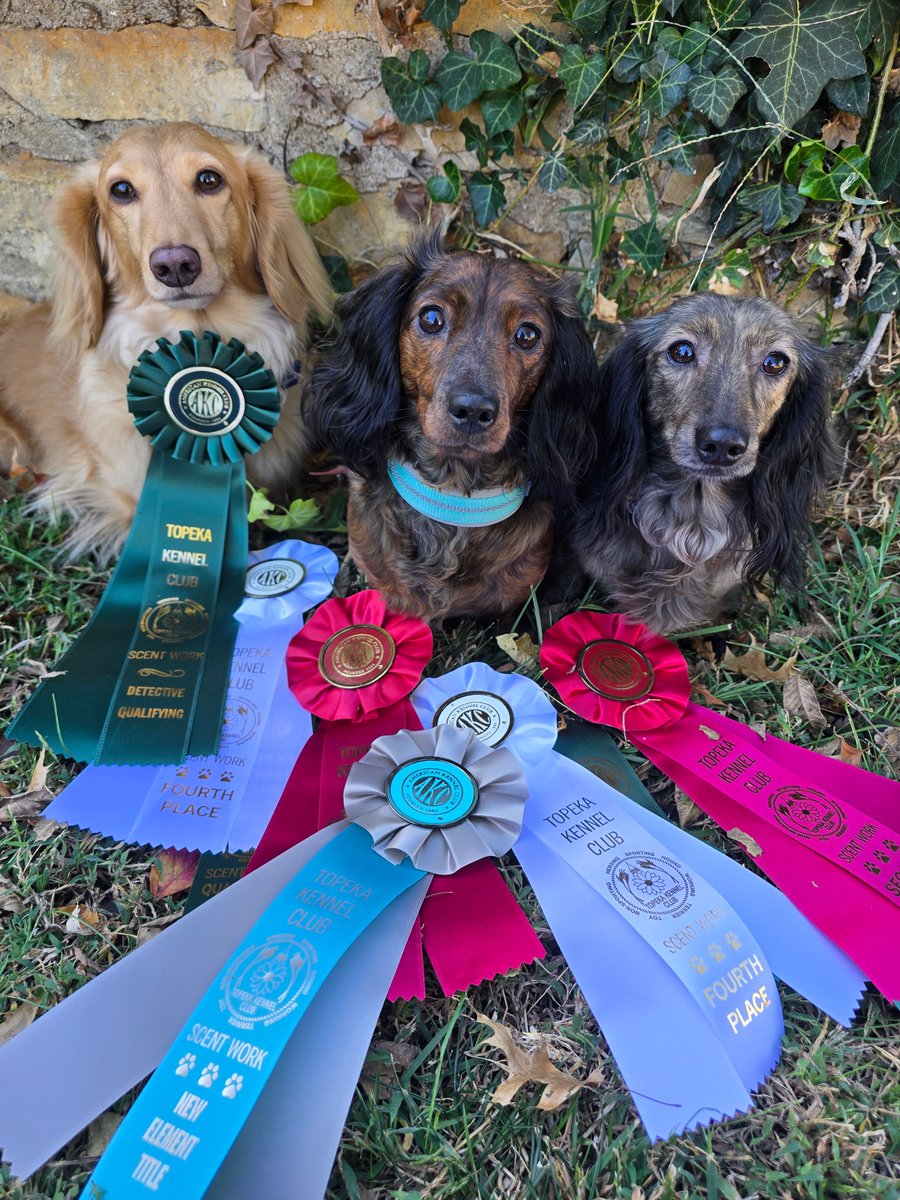 hodgesbadge's tweet photo. Next up on our Dog Show Awards #FeatureFriday of 2026 is spotlighting Laura Stoltzfus! Laura is an honorable mention in the 2026 Dog Show Awards Catalog! 🐶 

📖 Read about Laura and her small but mighty fur babies’ adventures in Scent Work here: https://t.co/pFstRyNc63 https://t.co/4PRIfWLQoS