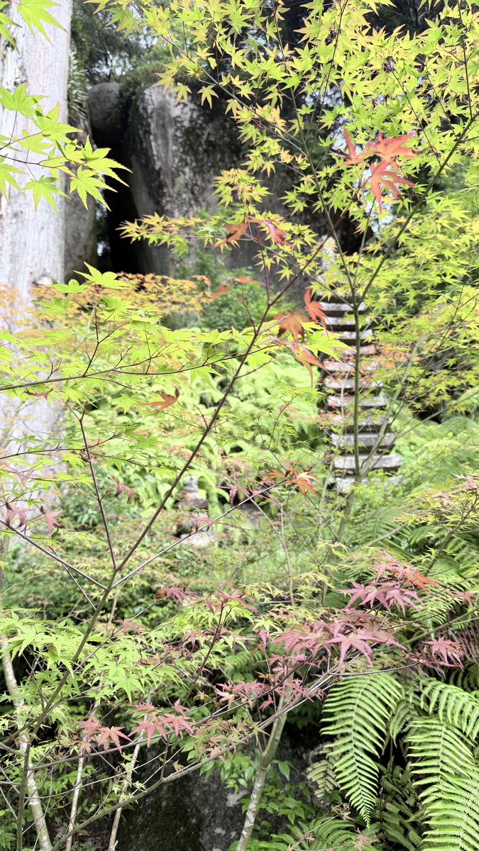 kasagidera's tweet photo. 7月4日
各地でクビアカツヤカミキリによる桜・梅・桃などバラ科の樹木への被害が報告されていますが、笠置山では数年前よりカミキリムシの幼虫によるモミジの被害が発生しています。
季節外れに紅葉が始まり枝が枯れていく。
寺としても苦慮しています。 https://t.co/4G0JhivdIH