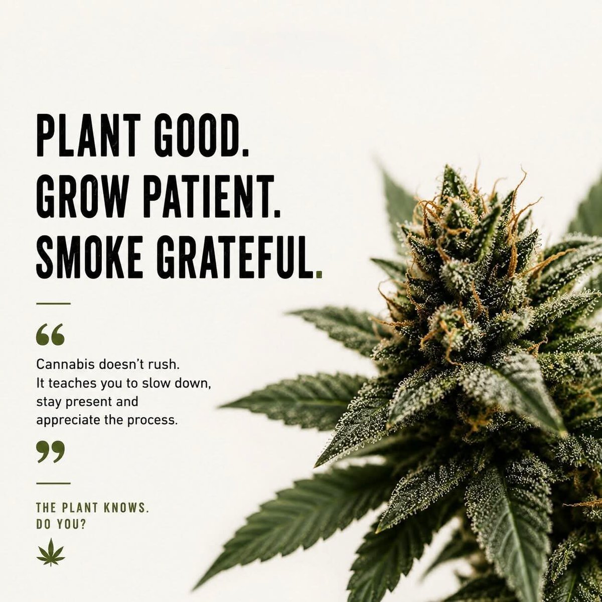 RobertFox_420's tweet photo. Patience is Key 👌
#cannacommunity #cannabiscommunity #marijuanaismedicine #CannabisCultivation #GrowRoomTips #HomeGrow #GrowYourOwn #Horticulture #GrowersCommunity #GreenThumb #IndoorGardening #CultivationTips #HomeGrow #GrowYourOwn #GardenTech #Horticulture #PlantCare #Photosynthesis #cannabis #weed #marijuana #cannabisculture #thc