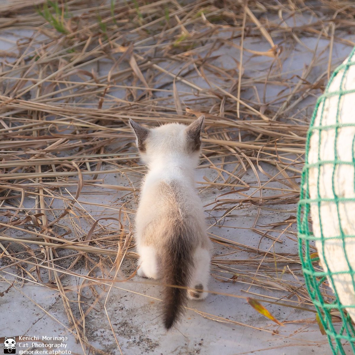 photomoriken's tweet photo. ネコの後ろ姿と後頭部はかわいい
フォローとイイね！ありがとにゃ https://t.co/DTtdIqk9h7