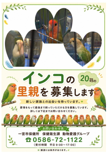 torig_hompo's tweet photo. 📢【拡散希望】インコたちの新しい家族を募集しています🐦

愛知県一宮市で発生したインコの多頭飼育崩壊により、
 現在 コザクラインコ21羽・オカメインコ2羽 の里親さんを募集しています。

🗓 募集期間：2026年7月15日まで
 📍対象地域：愛知県・岐阜県など一宮市近郊

鳥たちは一宮市保健所と認定NPO法人TSUBASAが協力して保護し、健康チェック・感染症検査を進めています。

TSUBASAで受け入れることもできますが、できれば環境の変化による負担を減らし、地域の新しいご家庭へ迎えていただけることを願っています。
「鳥との暮らしを考えている方がいる」
 「愛知・岐阜のお知り合いがいる」
そんな方がいらっしゃいましたら、ぜひこの投稿をシェアしてください🙏

📞お問い合わせ
 一宮市保健所 保健衛生課 動物愛護グループ
 ☎ 0586-72-1122
 （平日 9:00～17:00）

一羽でも多くの鳥たちが、新しい家族と出会えますように。
 皆さまのご協力をよろしくお願いいたします。🕊️💚

#拡散希望 #里親募集 #コザクラインコ #オカメインコ #愛知県 #岐阜県 #一宮市 #TSUBASA #鳥好きさんと繋がりたい #保護鳥 #コンパニオンバード