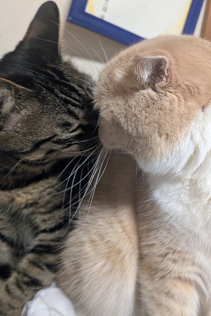 猫のいる生活