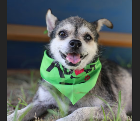 HollywoodDogs's tweet photo. Toby, an 8-year-old terrier mix at a full shelter in #SanAntoniio, #TX, needs a forever home, a foster home, or rescue https://t.co/ze7JoB2kWD #URGENT #terrier #seniordog #AdoptableDogofDay 🐶 https://t.co/IMFgJHwFQT
