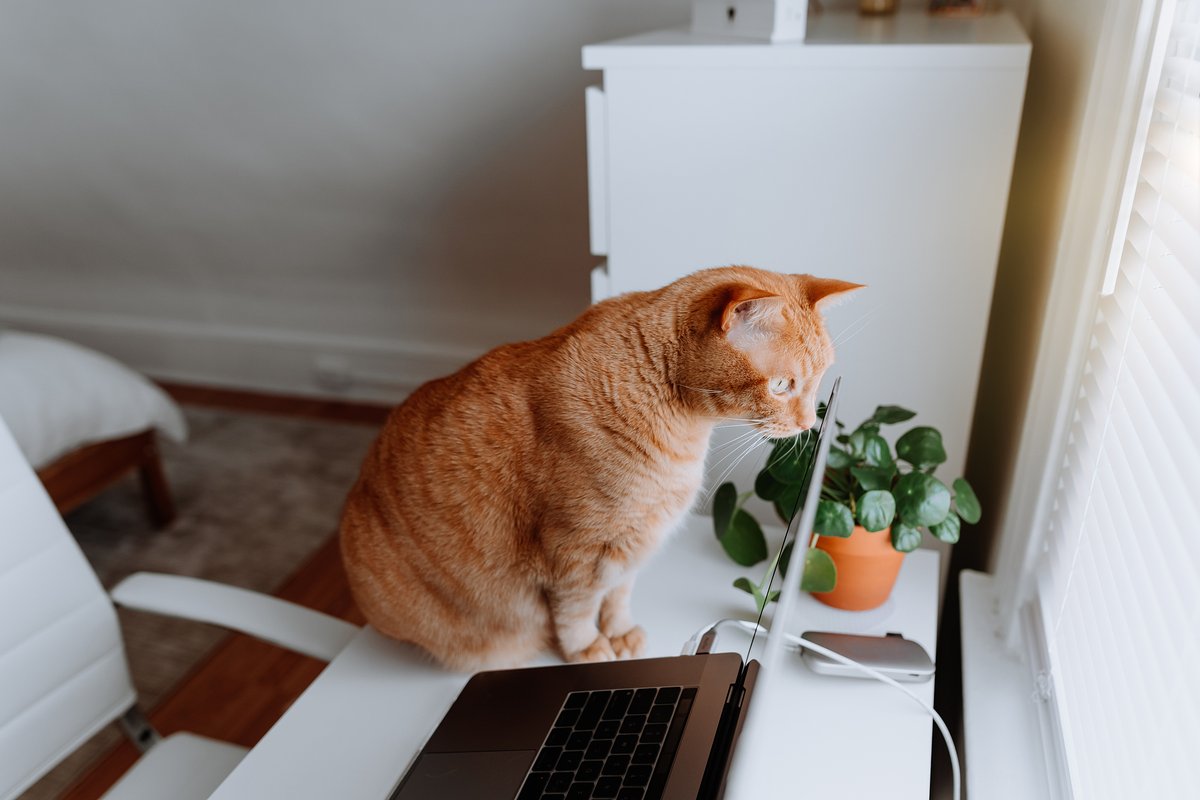 rogiergeerdes's tweet photo. Working on my side hustle… of scrolling cat videos. Productivity = 0, joy = 100. https://t.co/tjMlYy3m85