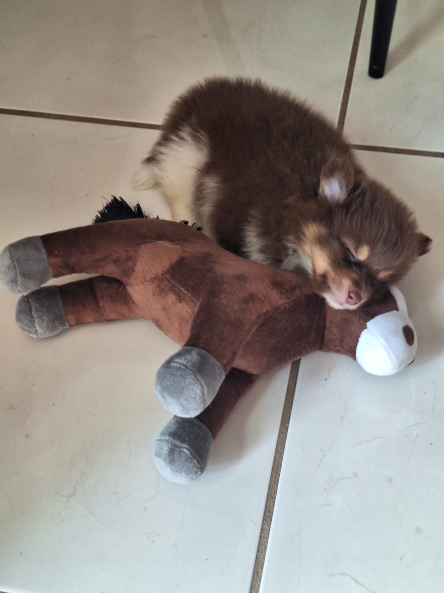 anarballo's tweet photo. Se vende perrit0 pomeranian en zapopan https://t.co/o2VoMUKapZ
