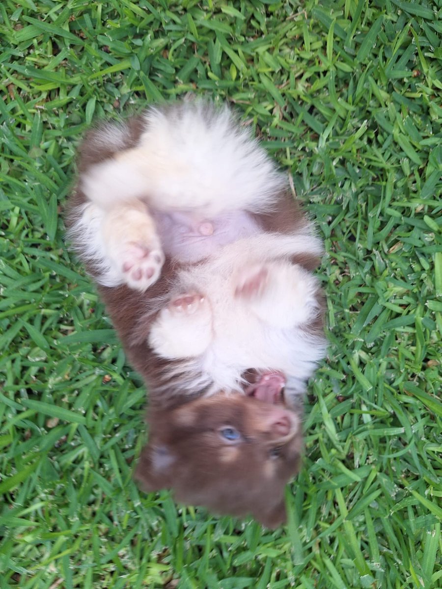 anarballo's tweet photo. Se vende perrit0 pomeranian en zapopan https://t.co/o2VoMUKapZ