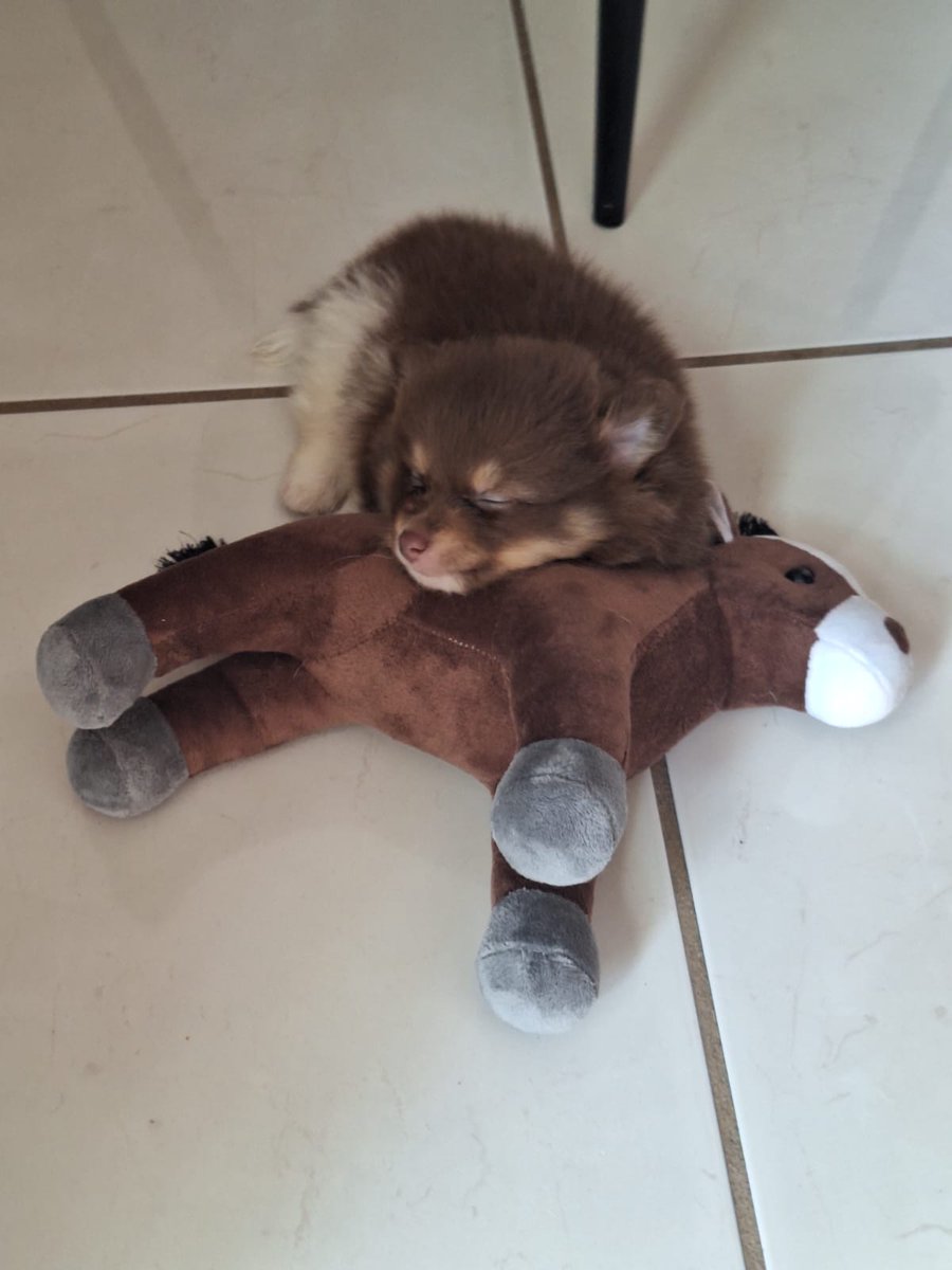 anarballo's tweet photo. Se vende perrit0 pomeranian en zapopan https://t.co/o2VoMUKapZ
