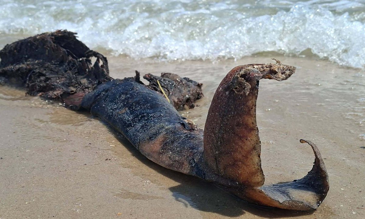 EuromaidanPress's tweet photo. 63 dead harbor porpoises have been found along Ukraine’s Odesa coast since late May, researchers at Tuzly Lagoons National Nature Park say, warning of growing risks to marine life in the Black Sea linked to Russia’s war.

Scientists say the deaths are likely connected to war-related impacts, including underwater explosions, naval activity, and pollution from fuel and munitions, which can disrupt navigation, hearing, and feeding patterns in marine mammals.

The latest five carcasses were found in recent days, adding to a steadily rising toll. Researchers warn the real number of dead animals is likely much higher, as many bodies are never recovered before being carried back to sea or lost along the coastline.

📷Ivan Rusev