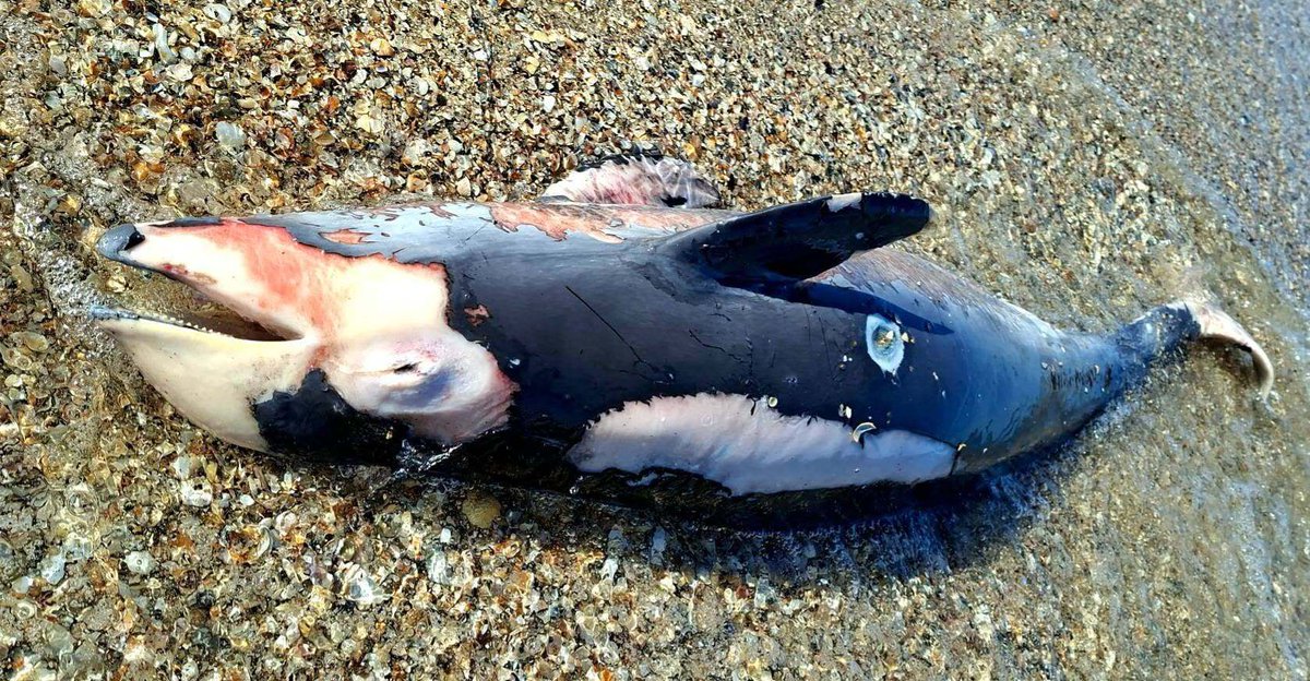 EuromaidanPress's tweet photo. 63 dead harbor porpoises have been found along Ukraine’s Odesa coast since late May, researchers at Tuzly Lagoons National Nature Park say, warning of growing risks to marine life in the Black Sea linked to Russia’s war.

Scientists say the deaths are likely connected to war-related impacts, including underwater explosions, naval activity, and pollution from fuel and munitions, which can disrupt navigation, hearing, and feeding patterns in marine mammals.

The latest five carcasses were found in recent days, adding to a steadily rising toll. Researchers warn the real number of dead animals is likely much higher, as many bodies are never recovered before being carried back to sea or lost along the coastline.

📷Ivan Rusev