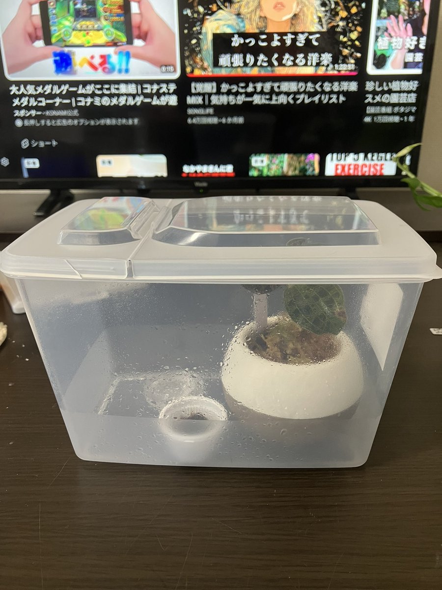 plants_taro's tweet photo. 容器のセンスが…

昆虫飼ってるみたい🤣笑

容器の用途が明らかに違うw

なんか良い容器探そ👀

#ジュエルオーキッド 
#マコデスペトラ 
#ビカクシダ 
#観葉植物 https://t.co/ncVfJtiX4w