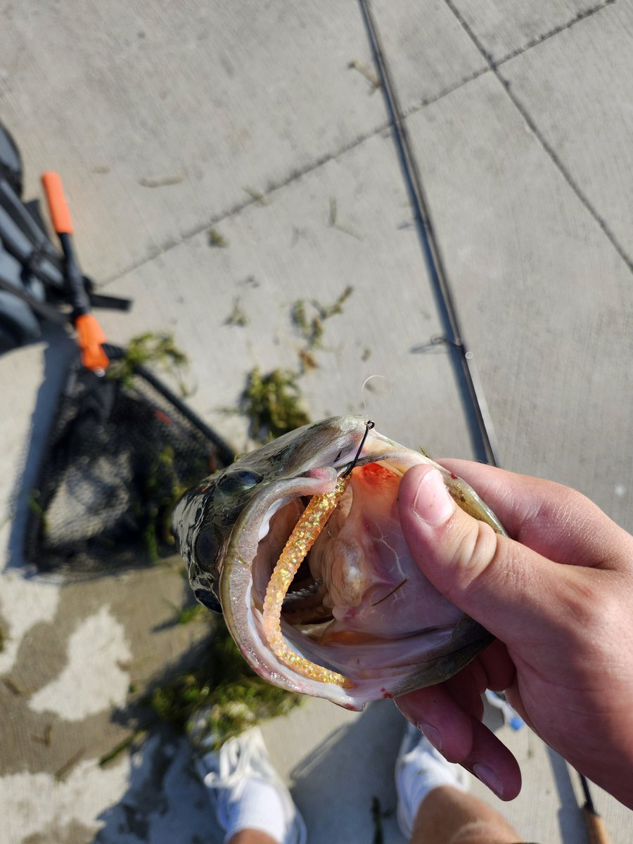 AllHunterout's tweet photo. First of the year on the popper. #fishing #largemouthbass #smallmouthbass #fish #basspro https://t.co/mWS9GwpmrA