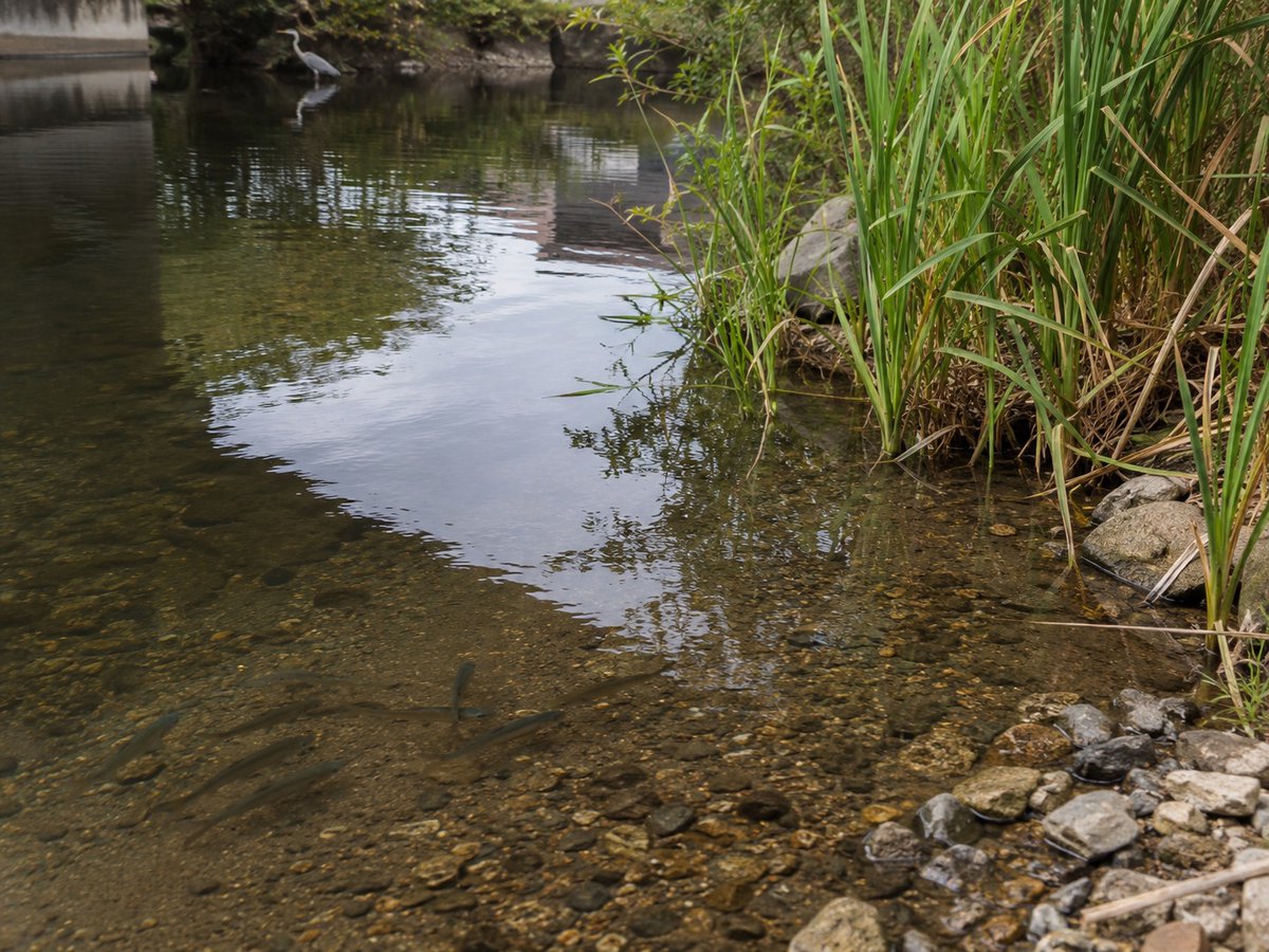 PfasJapan's tweet photo. 【朝の1分PFAS】

「水の数値が低いから安心」とは限りません。

水中ではごく微量でも、取り込む生物の体内に少しずつ蓄積します。

さらに、その生物を食べる生物へ。
食物連鎖の上にいくほど濃くなります。

これを生物濃縮といいます。

魚や農水産物まで視野に入れる理由がここにあります。

https://t.co/qXcXampyBH

#PFAS #生物濃縮 #食物連鎖 #食品安全
