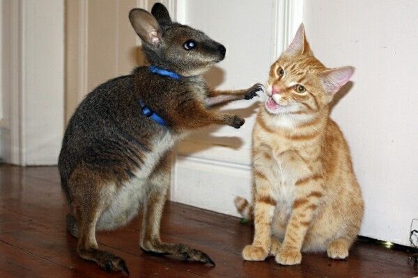 CatsforShubble's tweet photo. 🦘🐱 https://t.co/itOwRE9Ool