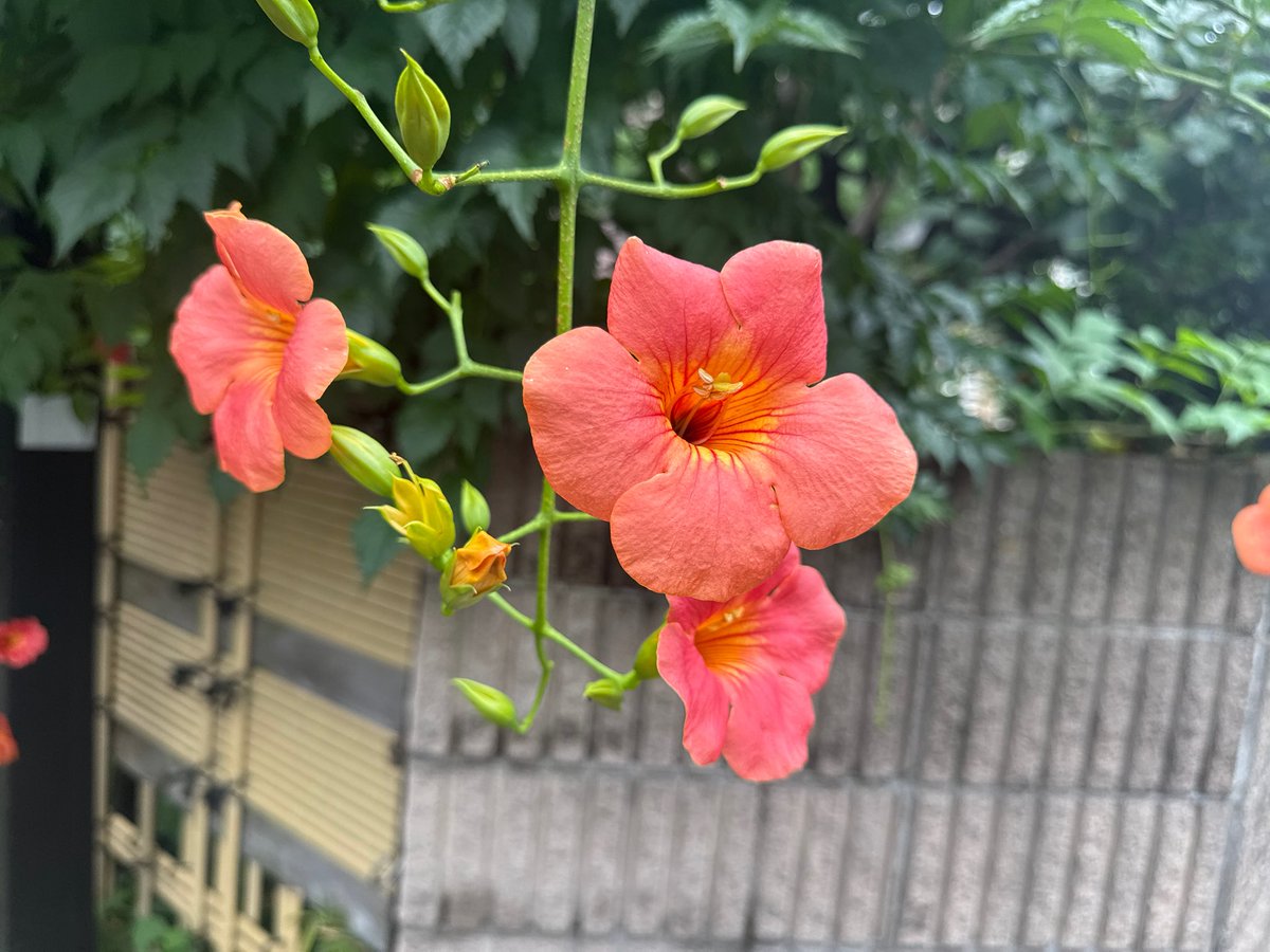 ogipooh's tweet photo. 水彩画にしてみた https://t.co/QwB2Nb9IWH
