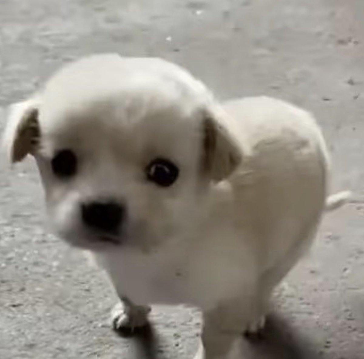 twaniimals's tweet photo. https://t.co/FFH3oQTF35